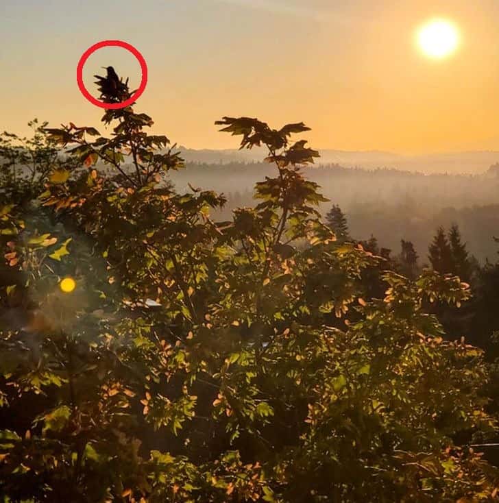 Optical Illusion Challenge Can you find the bird in the trees within 4 seconds?